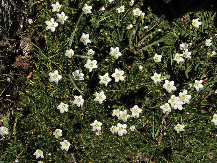 Sagina pilifera